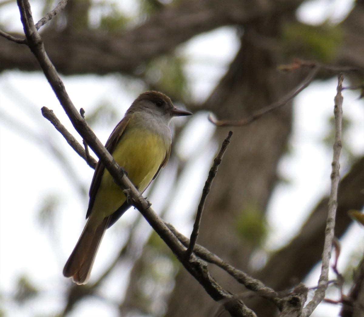 Great Crested Flycatcher - Larry Theller