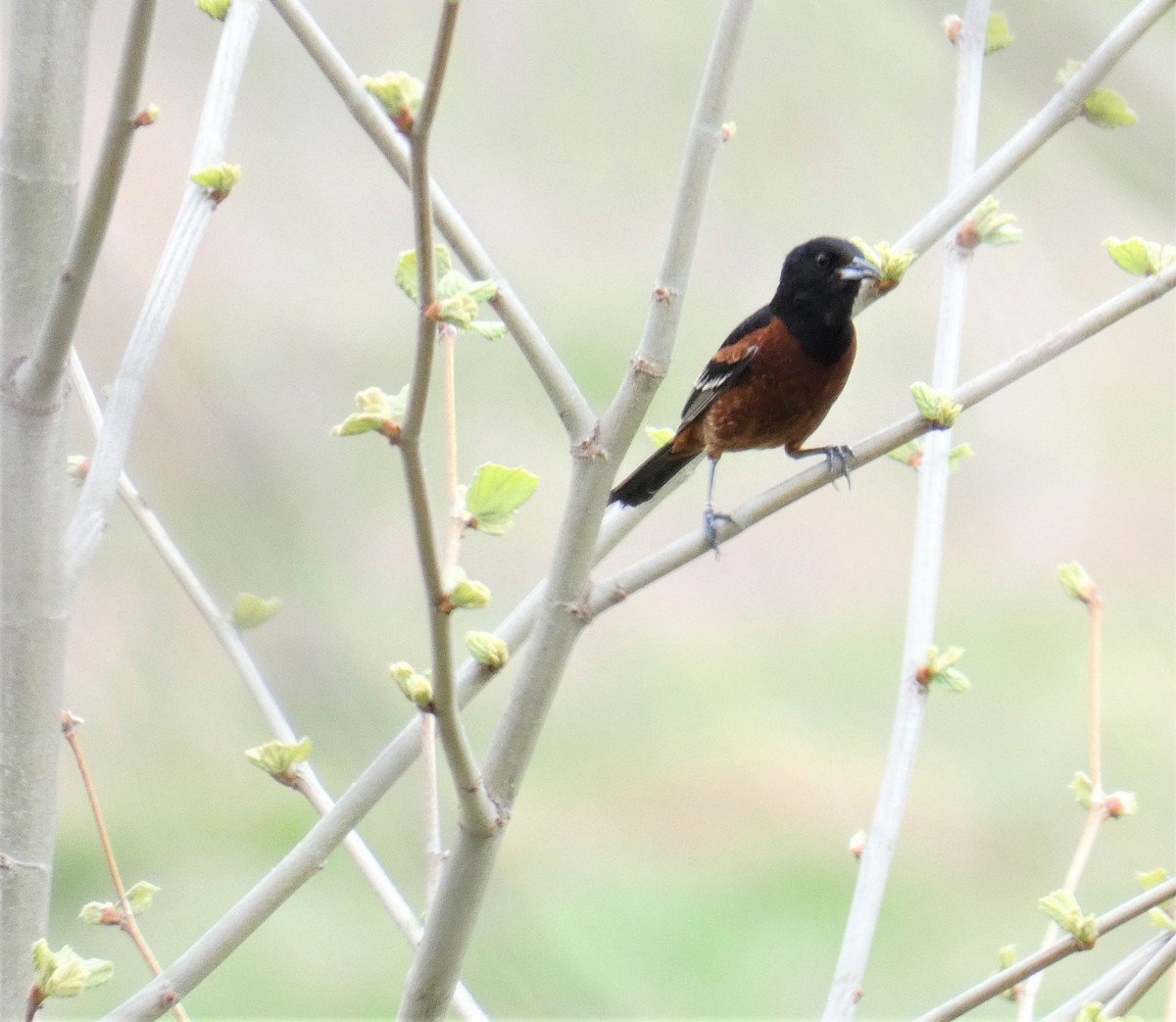 Orchard Oriole - ML98421201