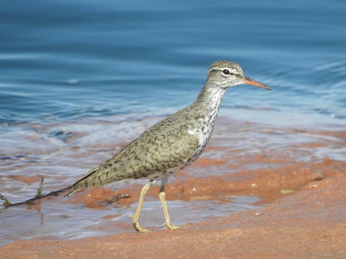 Spotted Sandpiper - Cindy Burley