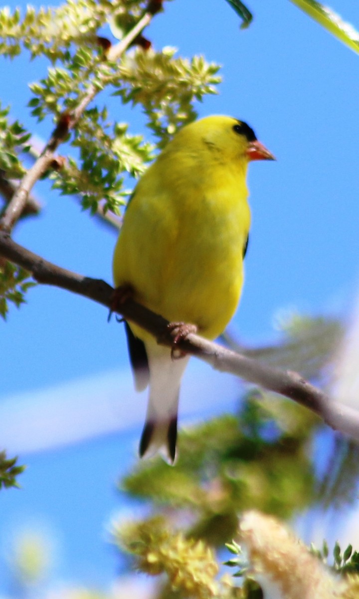 American Goldfinch - Doug and Diane Iverson