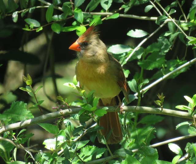 Female (presumably subspecies <em>magnirostris</em>). - Northern Cardinal - 