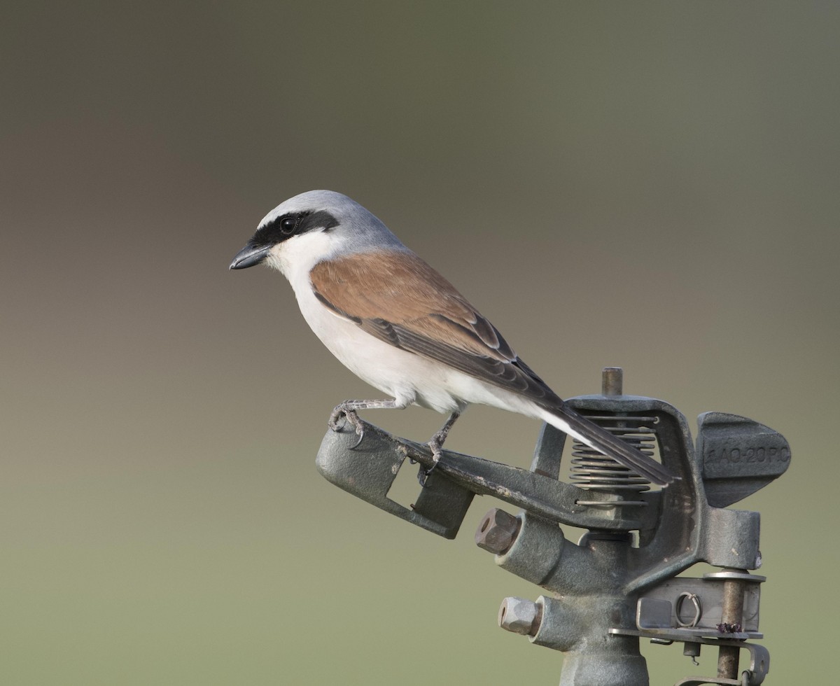 Red-backed Shrike - Huw Roberts