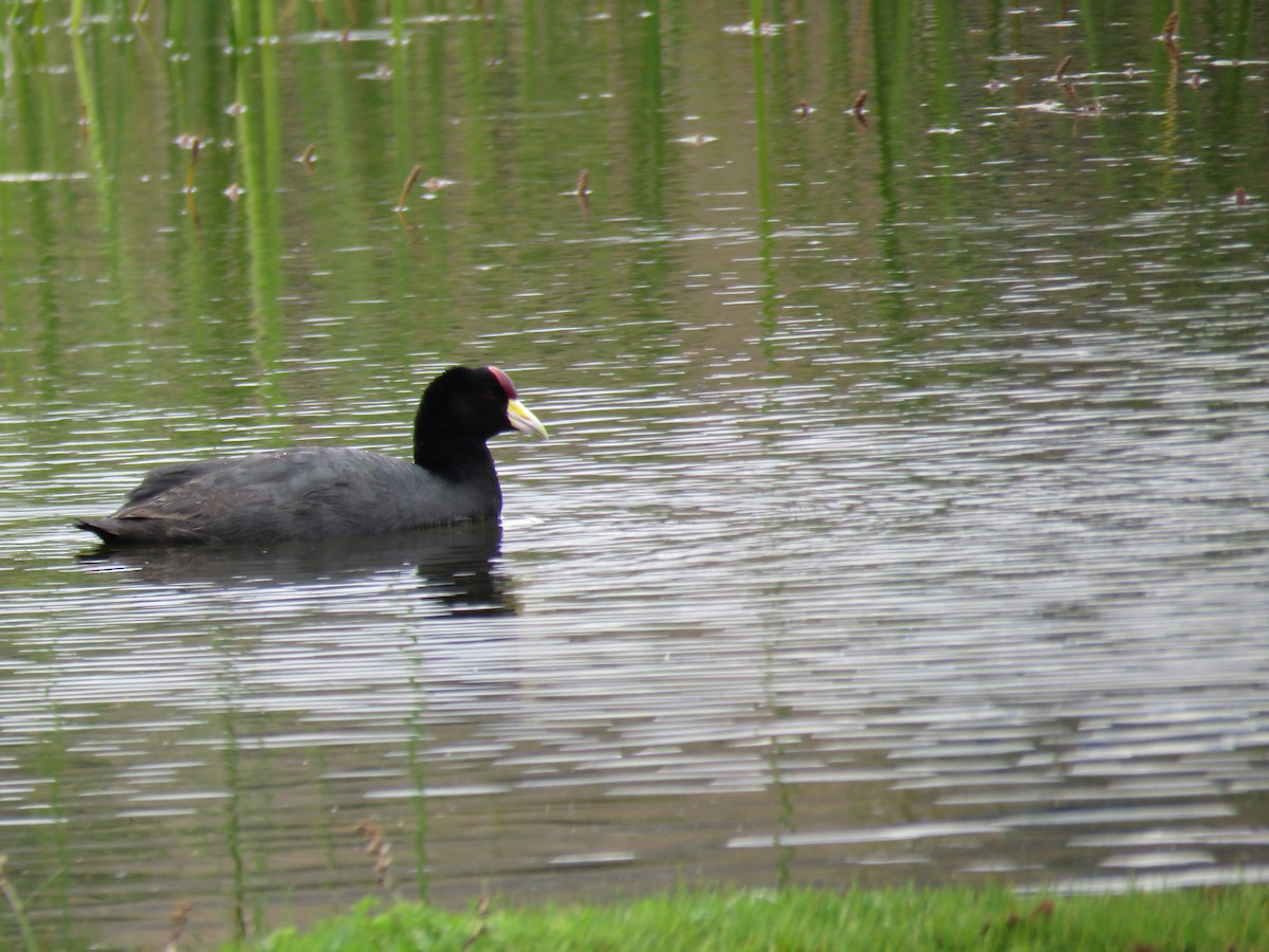 Slate-colored Coot - Manuel Roncal Inca Finch