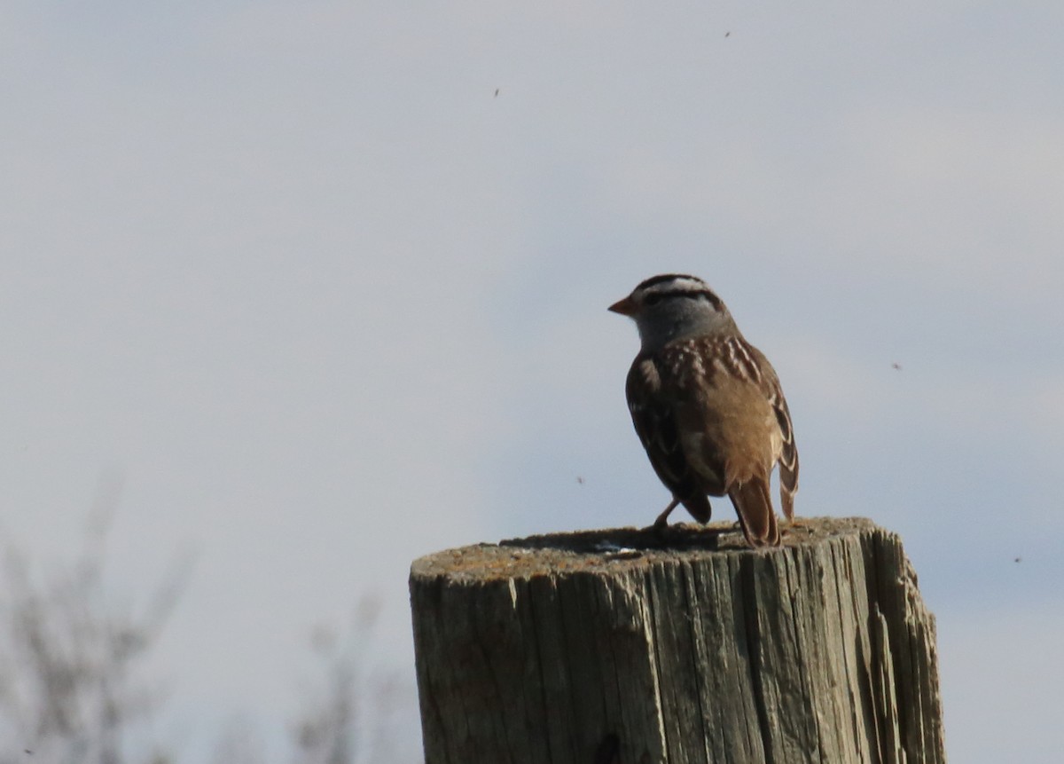 White-crowned Sparrow (Gambel's) - ML98428191