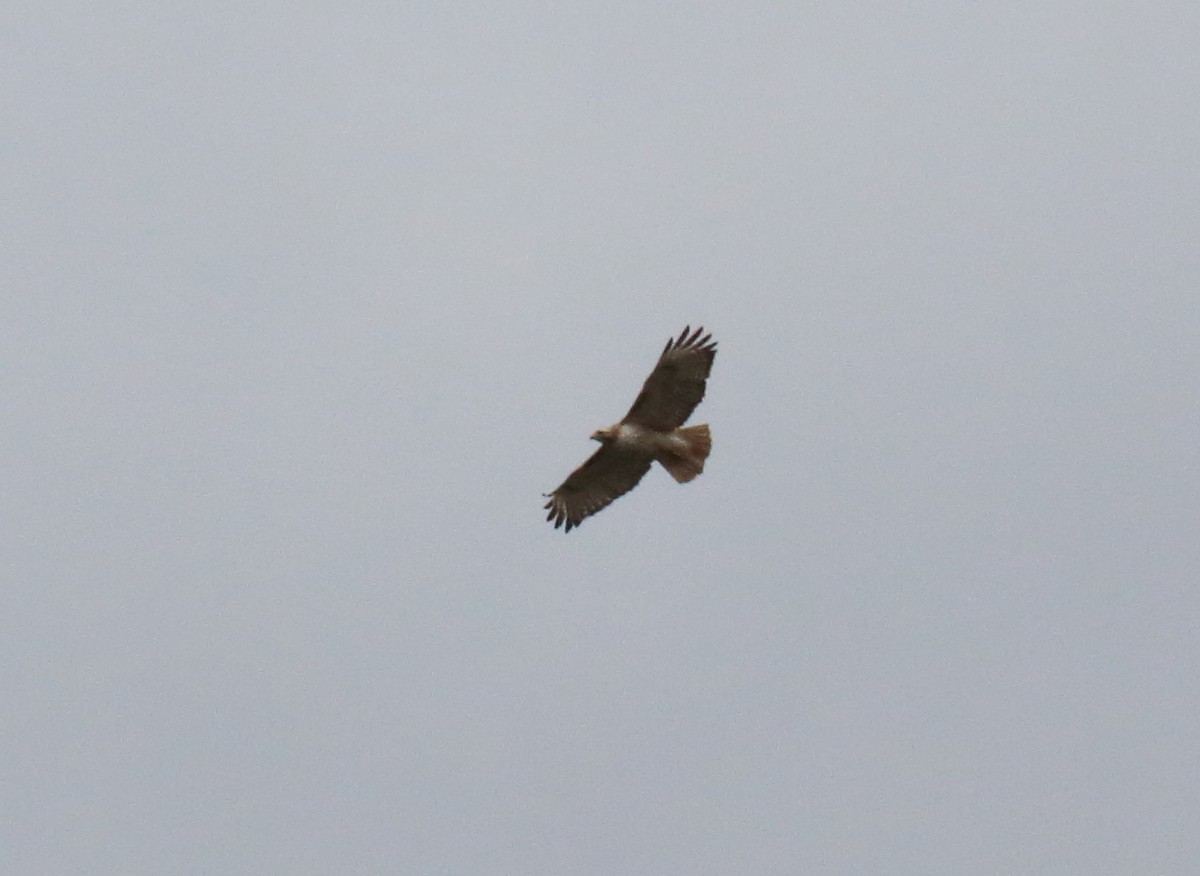 Red-tailed Hawk (Krider's) - Anonymous eDipper