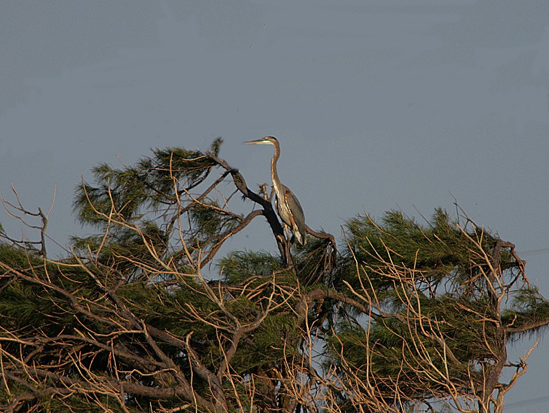 Great Blue Heron - Michael Walther