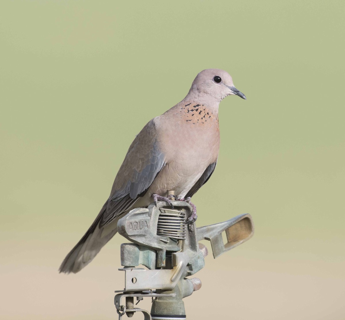 Laughing Dove - Huw Roberts