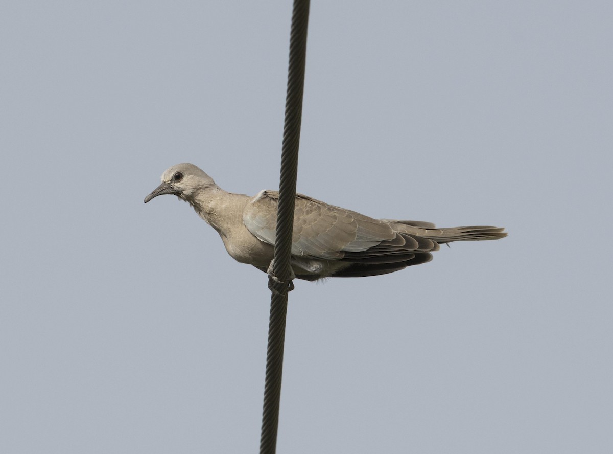 Eurasian Collared-Dove - ML98431951