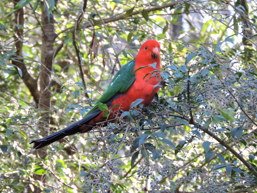 Australian King-Parrot - Mark Ley