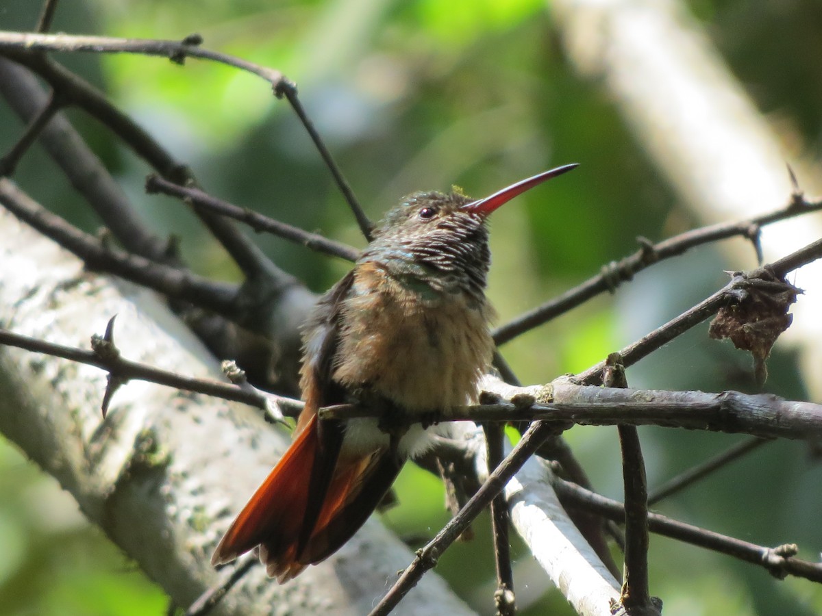 Buff-bellied Hummingbird - Francisco Emilio Roldan Velasco Tuxtla Birding Club - Chiapas