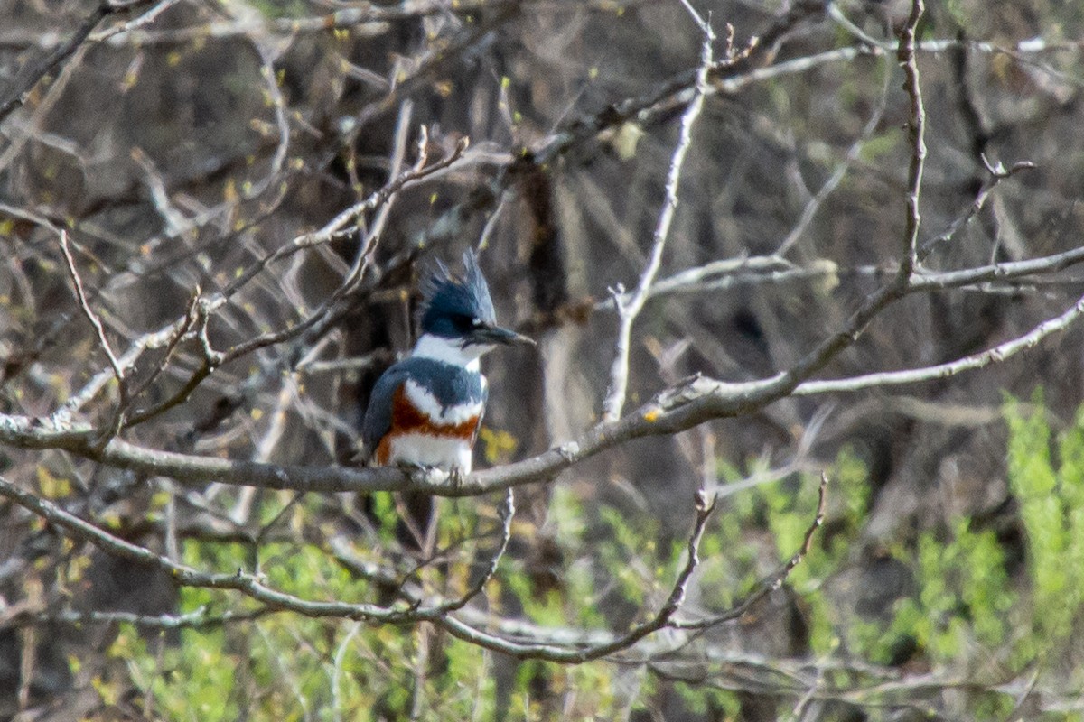 Belted Kingfisher - Rich Kelley