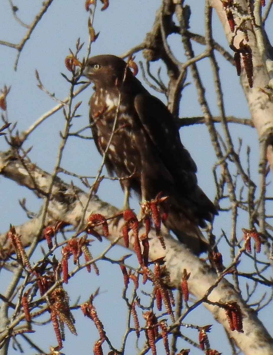 Red-tailed Hawk (Harlan's) - ML98435471