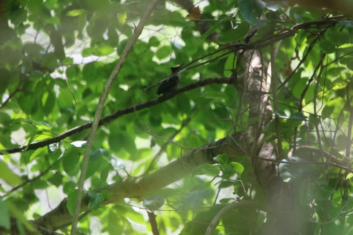 Heart-spotted Woodpecker - Ravi naidu