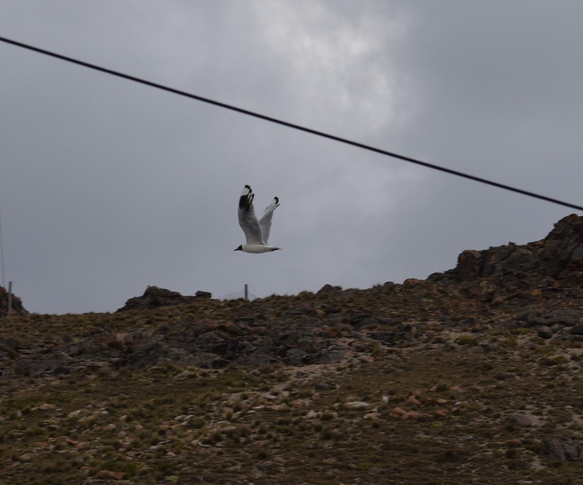 Andean Gull - ML98438401