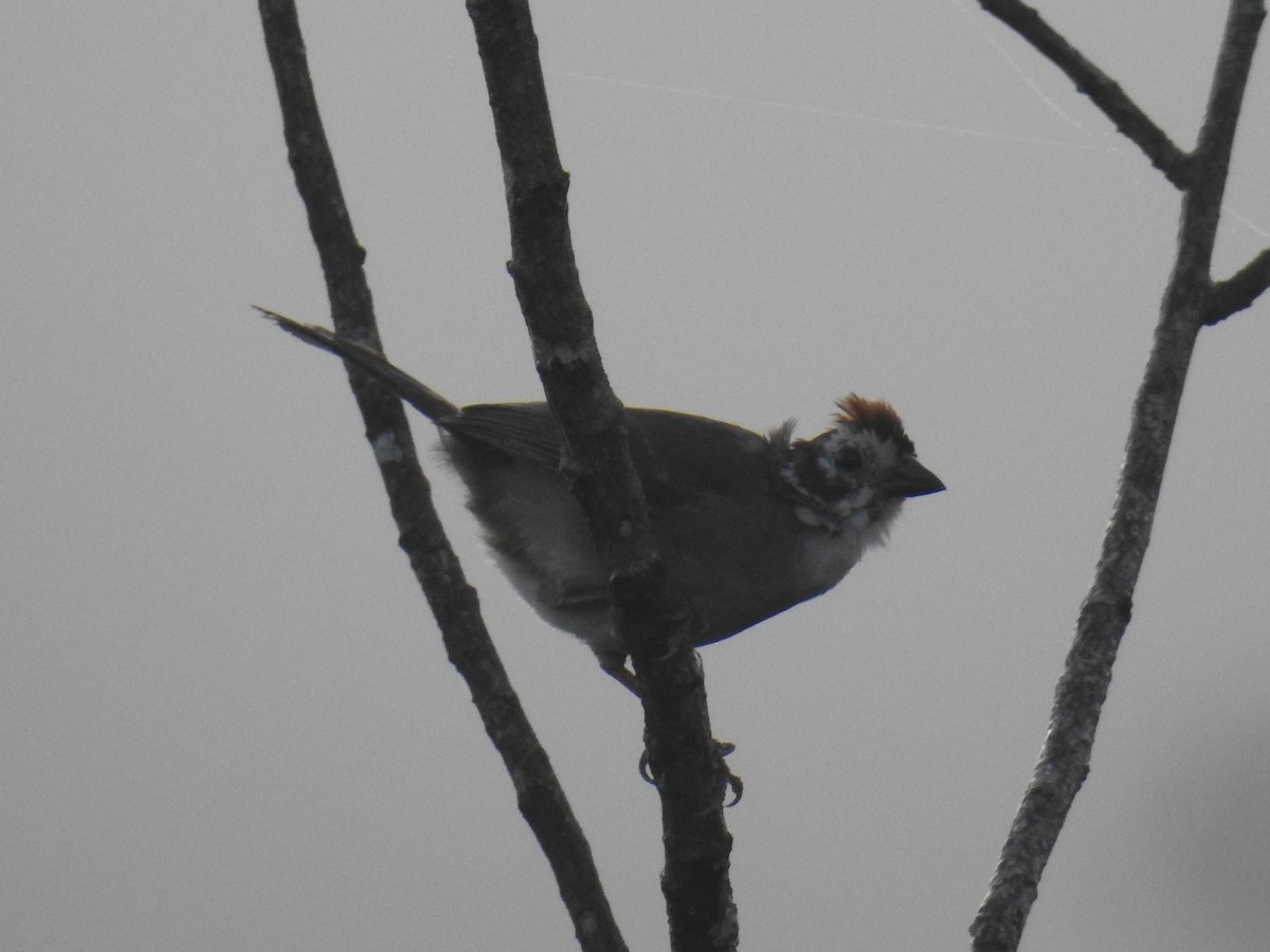 White-faced Ground-Sparrow - Oscar Suazo Ortega