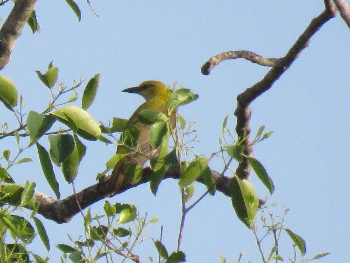 Indian Golden Oriole - ML98438891