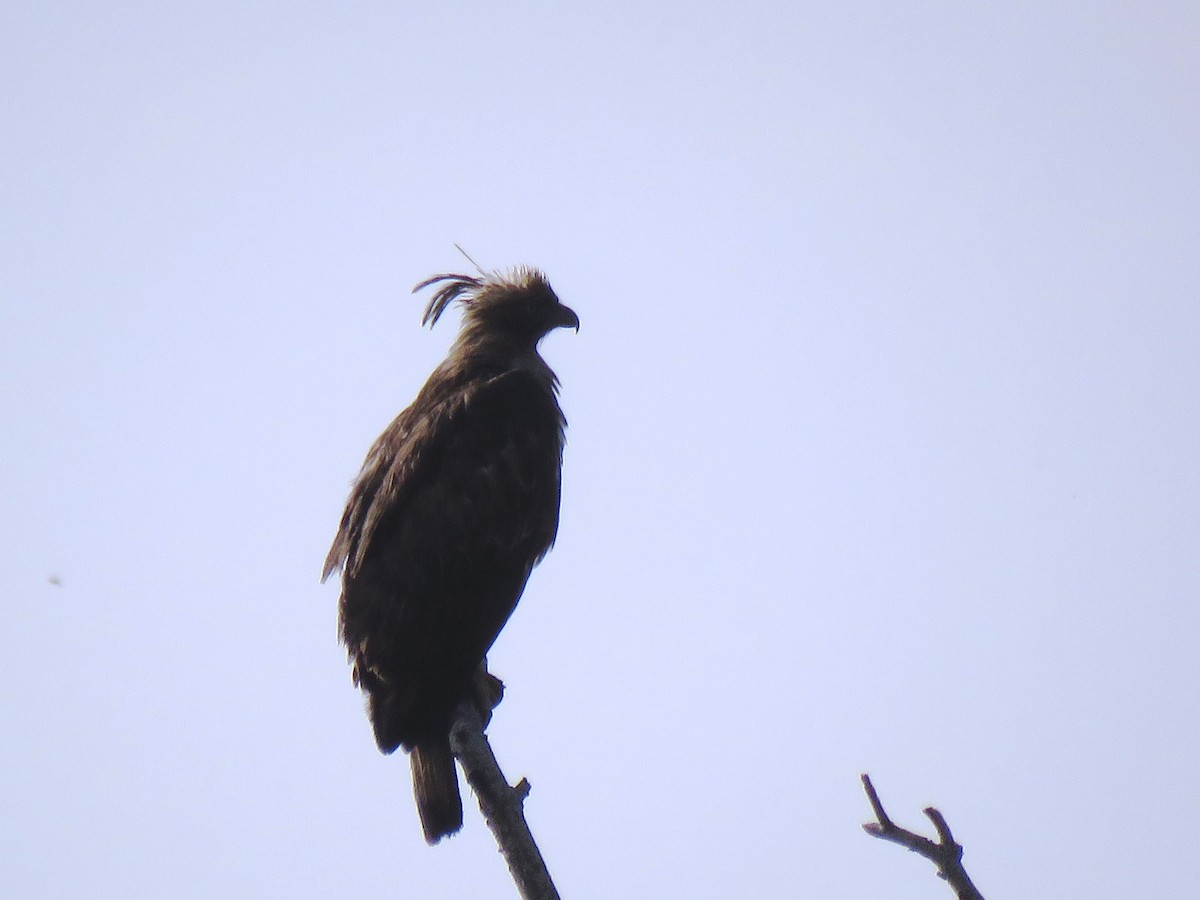 Изменчивый хохлатый орёл (cirrhatus/ceylanensis) - ML98440871