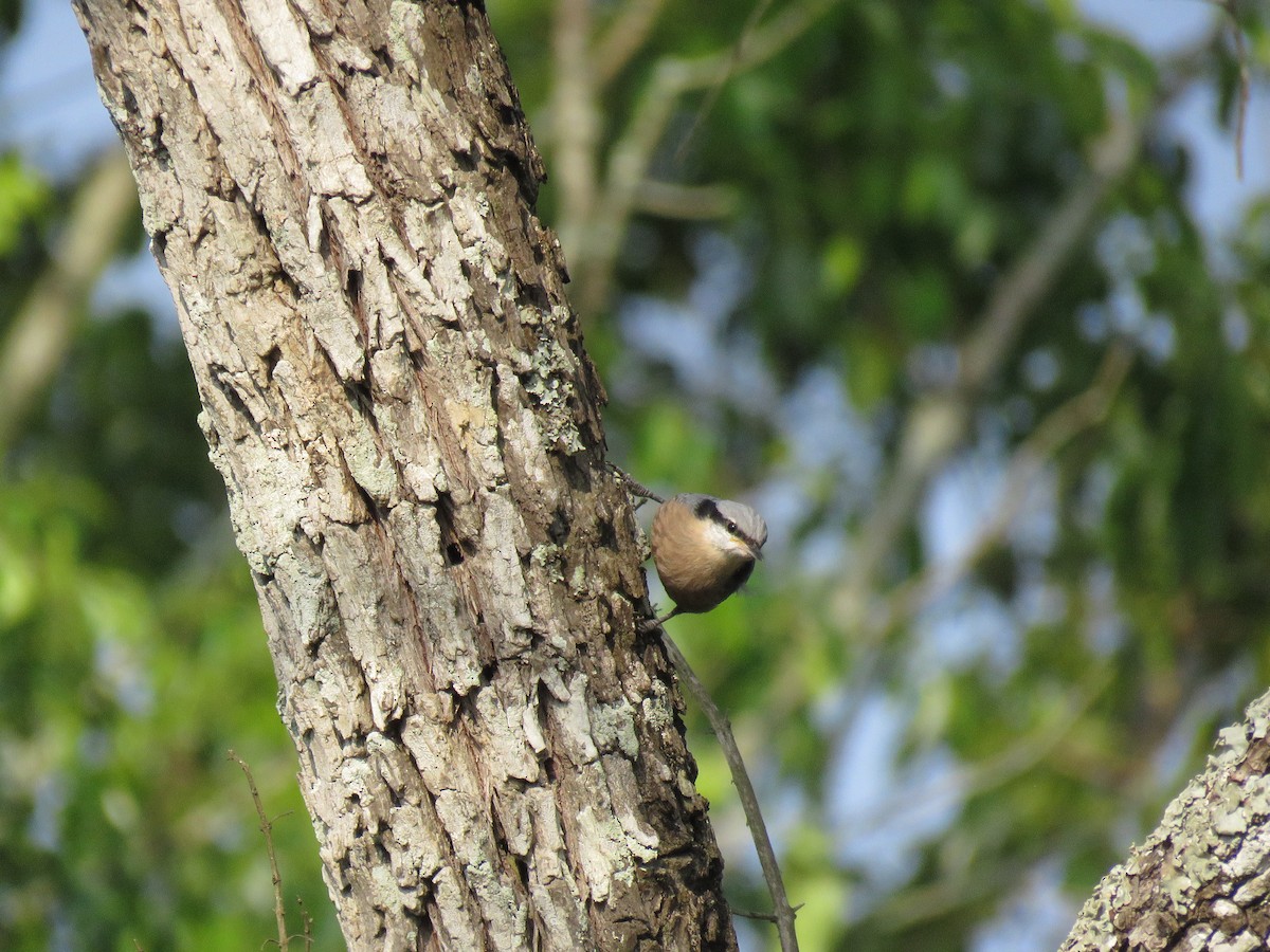 Indian Nuthatch - Selvaganesh K
