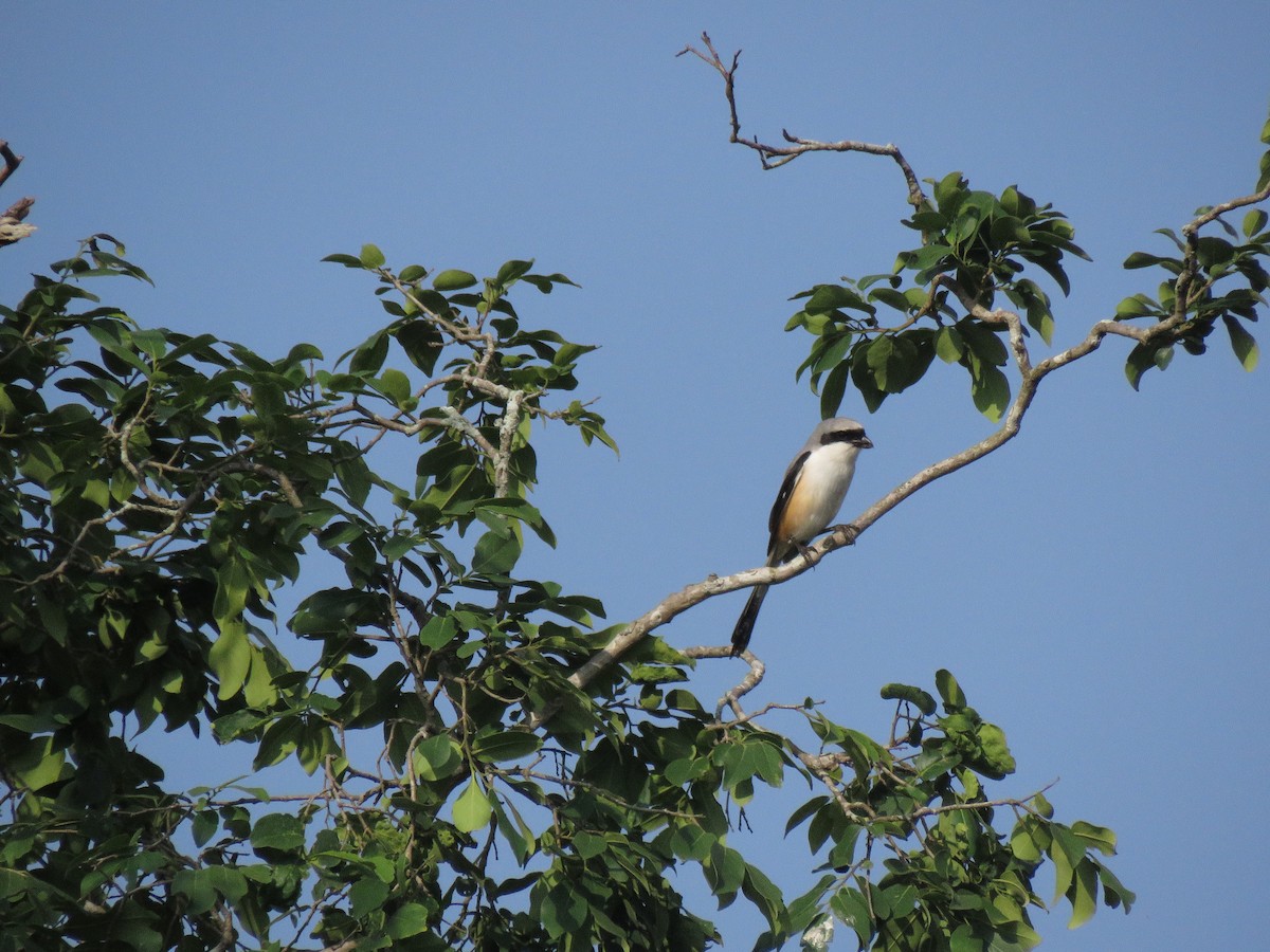Long-tailed Shrike - ML98442481