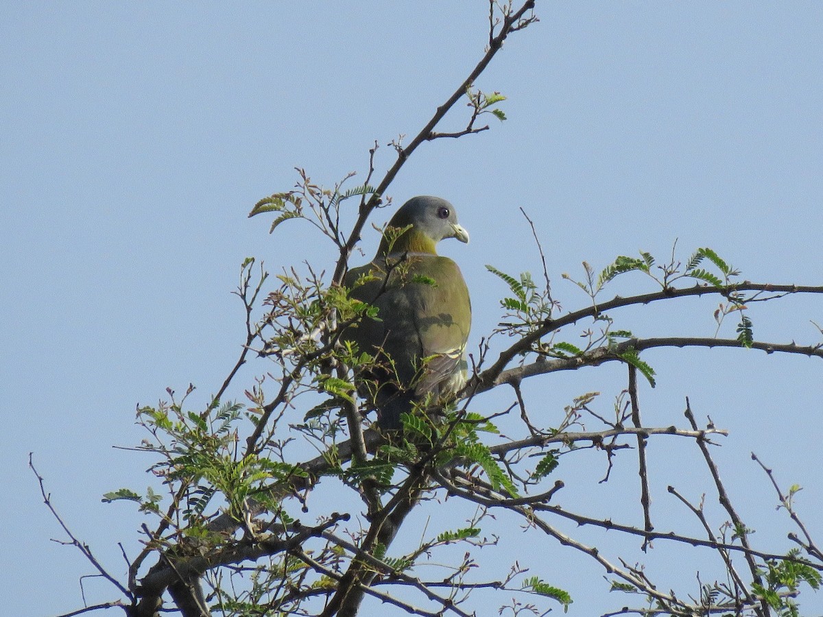 Yellow-footed Green-Pigeon - ML98442751