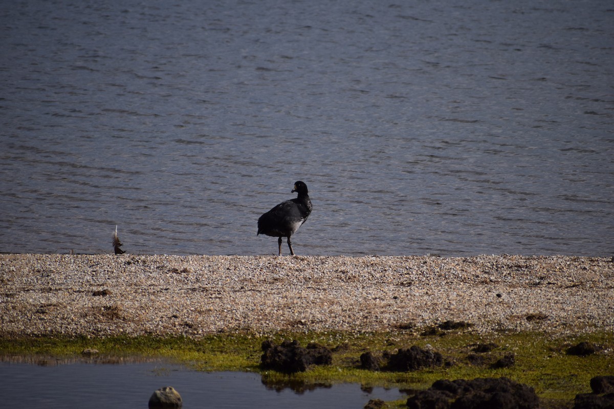 Giant Coot - ML98444691