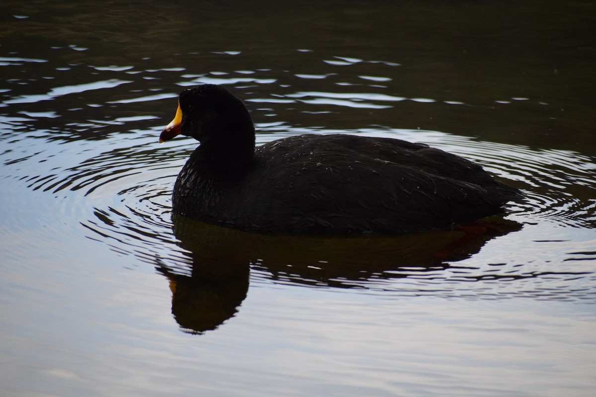 Giant Coot - ML98444761