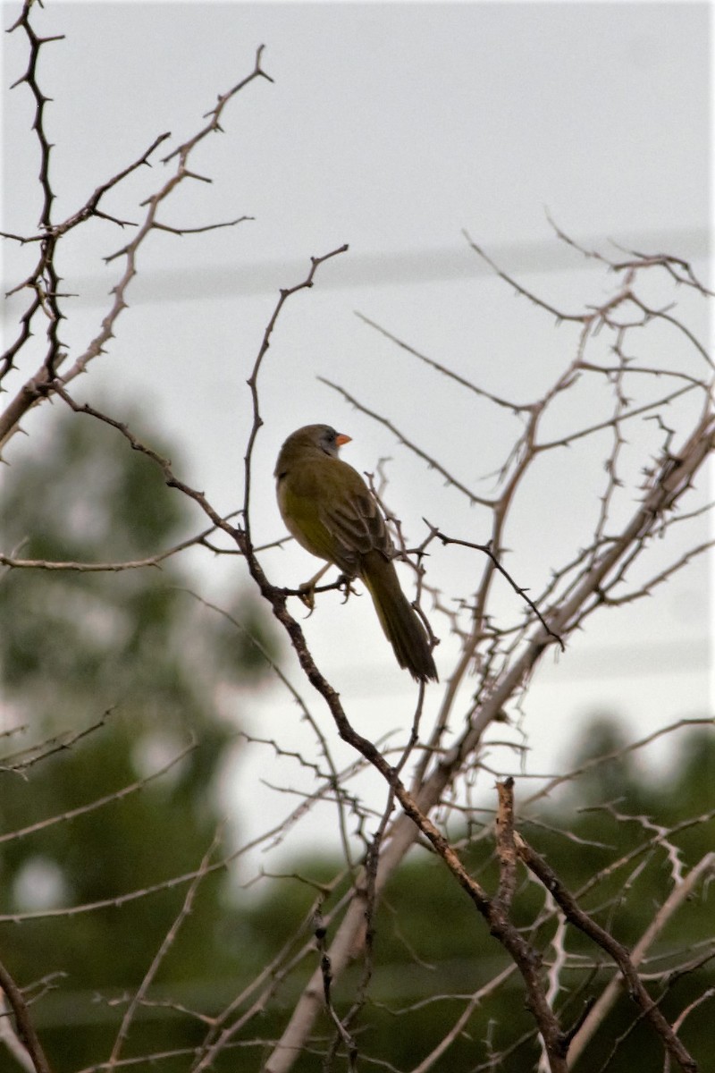 Great Pampa-Finch (Eastern) - Stella Ayala