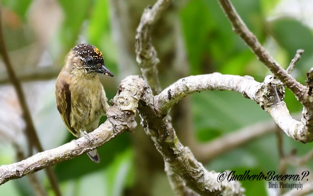 Olivaceous Piculet - ML98445601