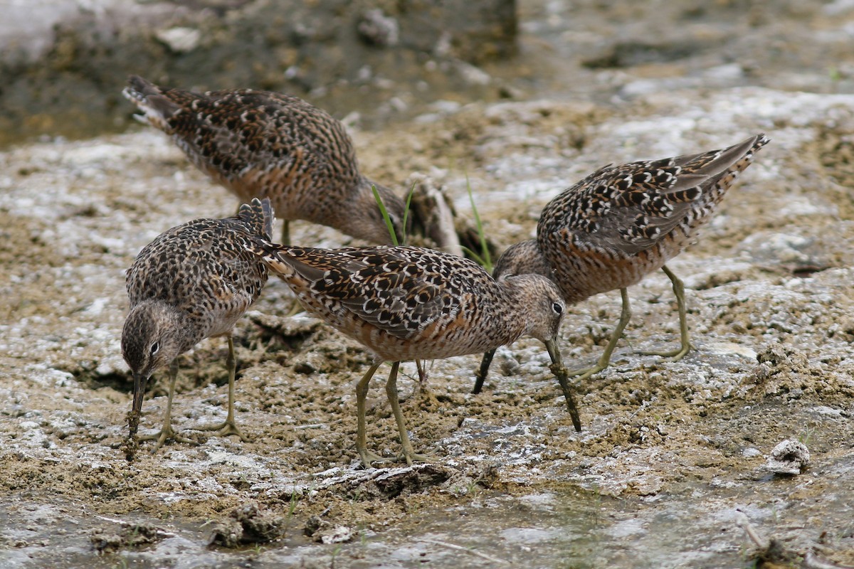 Long-billed Dowitcher - ML98448421
