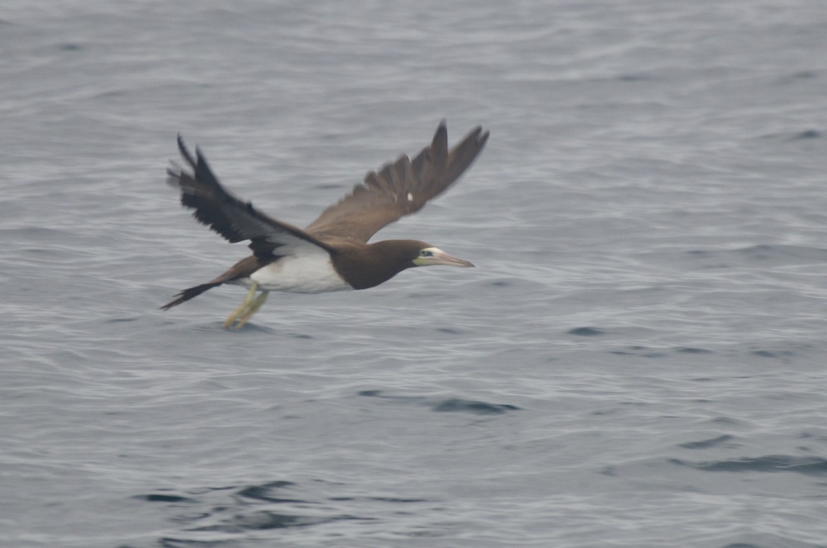 Brown Booby - ML98448641
