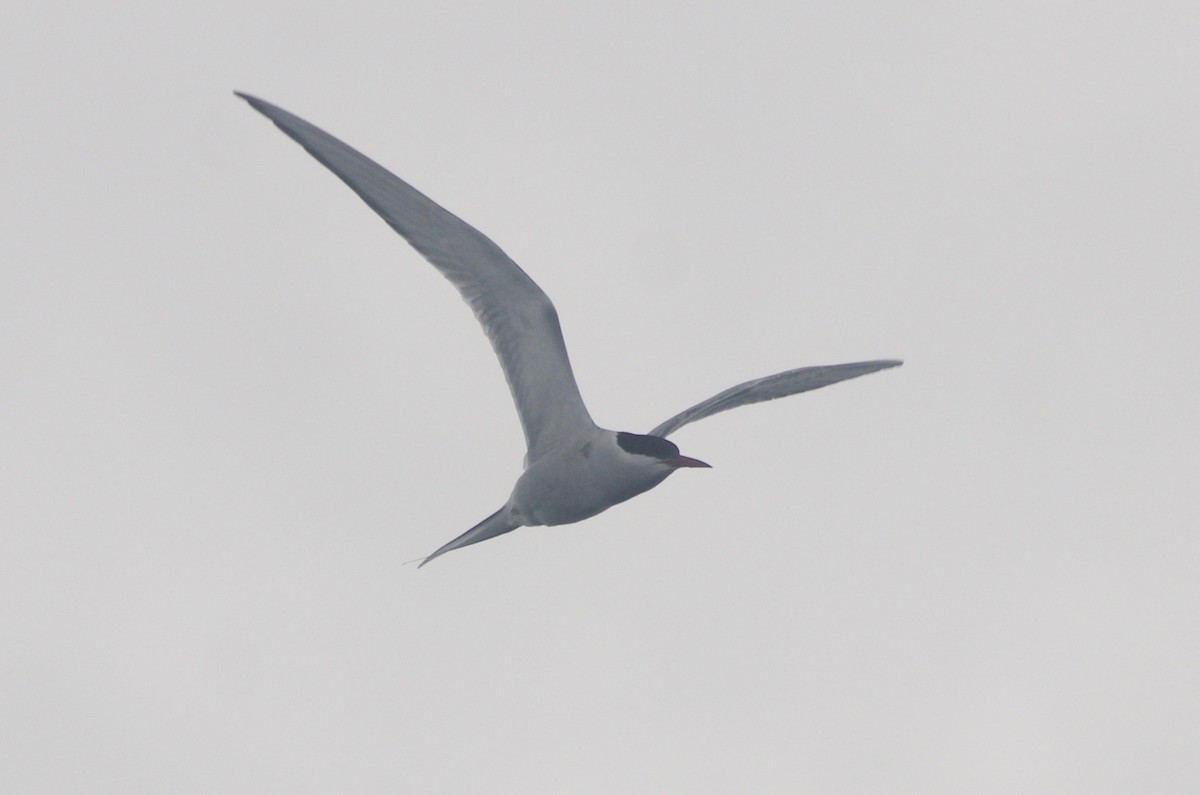 Arctic Tern - Jan Cubilla