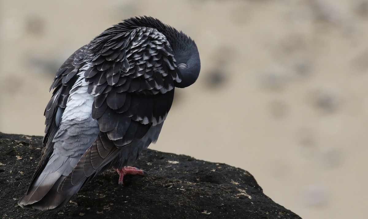 Rock Pigeon (Feral Pigeon) - Peter Svensson