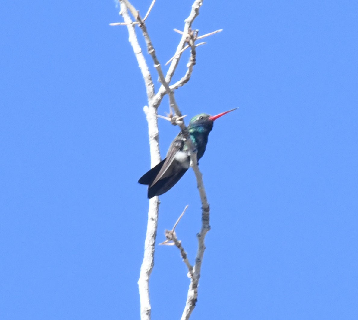 Broad-billed Hummingbird - ML98452091