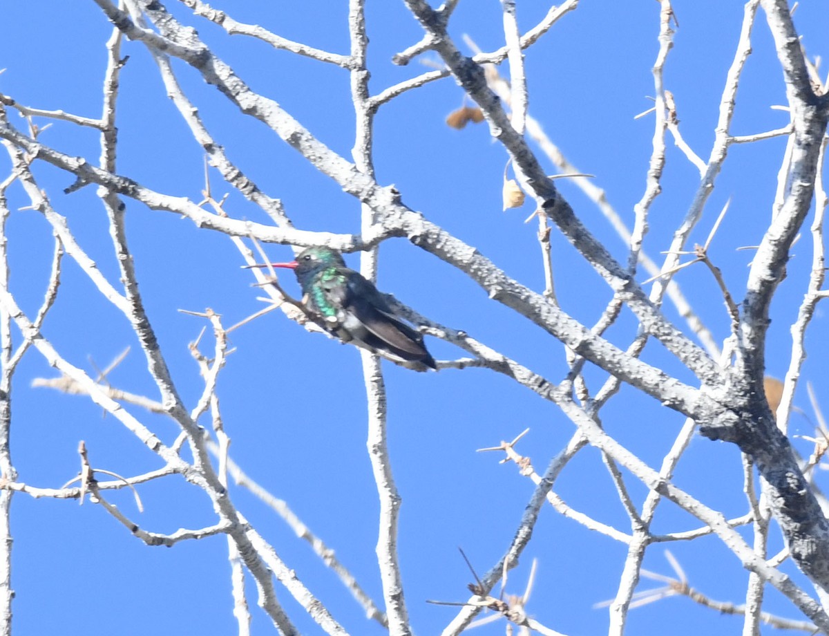 Broad-billed Hummingbird - ML98452101