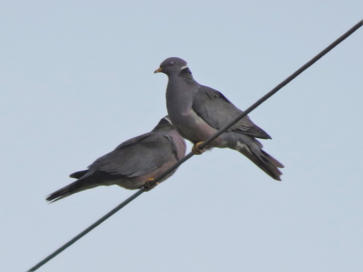 Band-tailed Pigeon - ML98452361