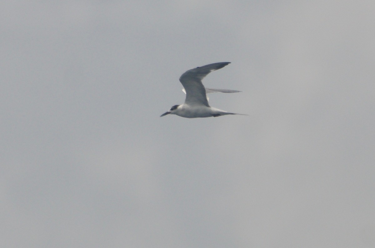 Common Tern - Jan Cubilla