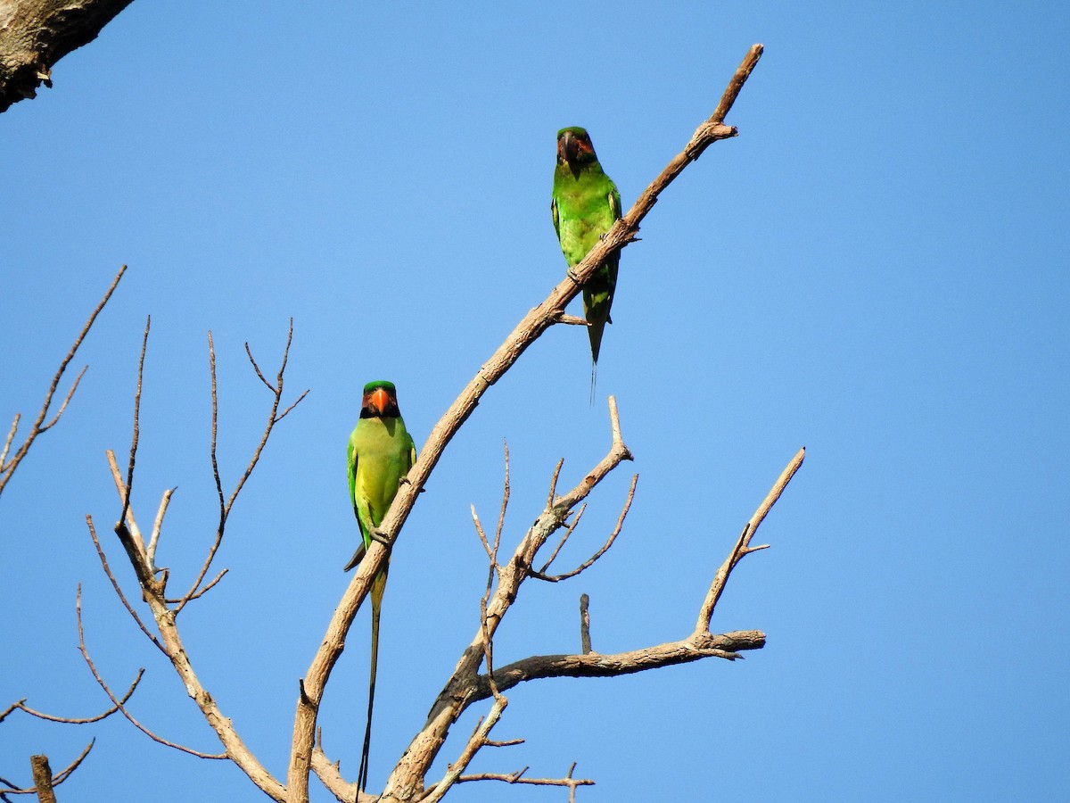 Long-tailed Parakeet - ML98454361