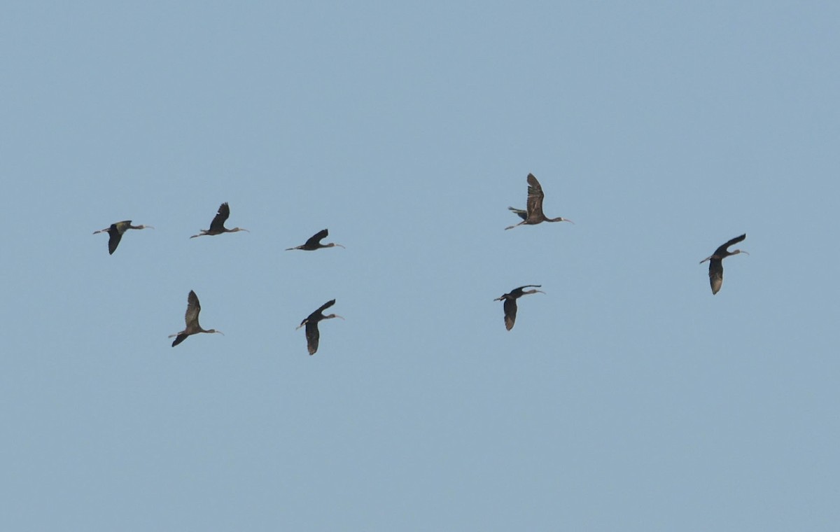 ibis hnědý - ML98454531