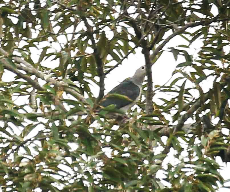 Green Imperial-Pigeon - ML98456131