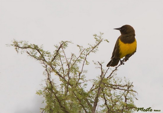 Brown-and-yellow Marshbird - Lista de aves de Costanera Sur