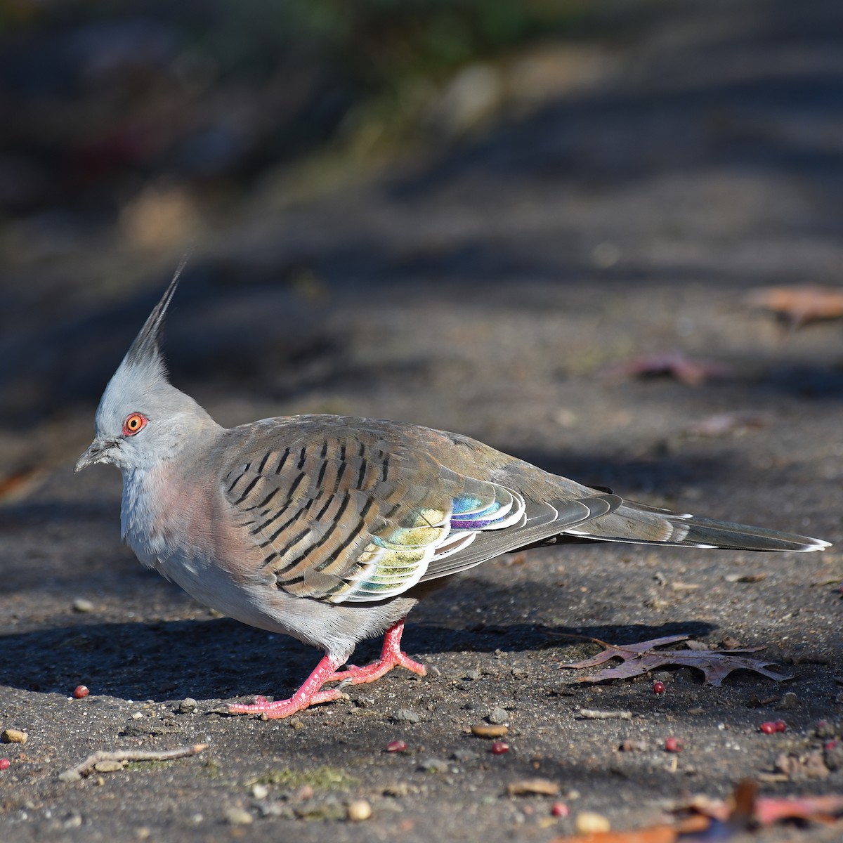 Crested Pigeon - ML98460551