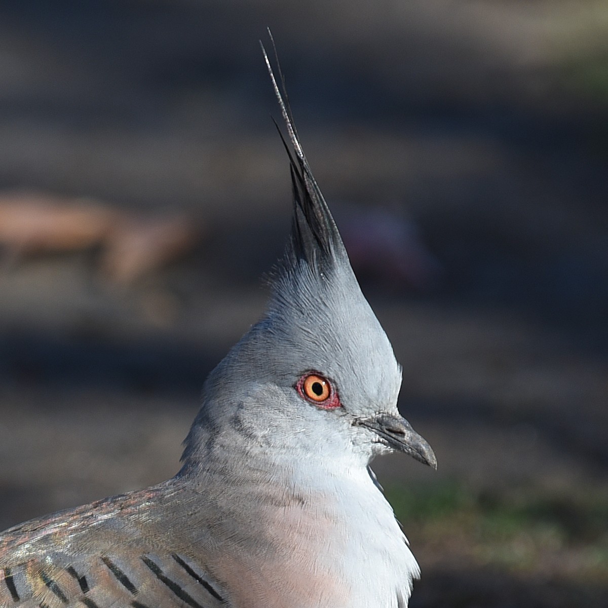 Crested Pigeon - ML98460561