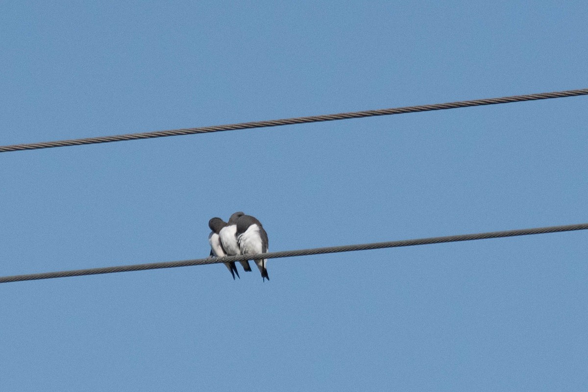 White-breasted Woodswallow - ML98462581