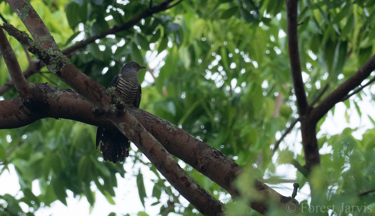 Himalayan/Oriental Cuckoo - Forest Botial-Jarvis