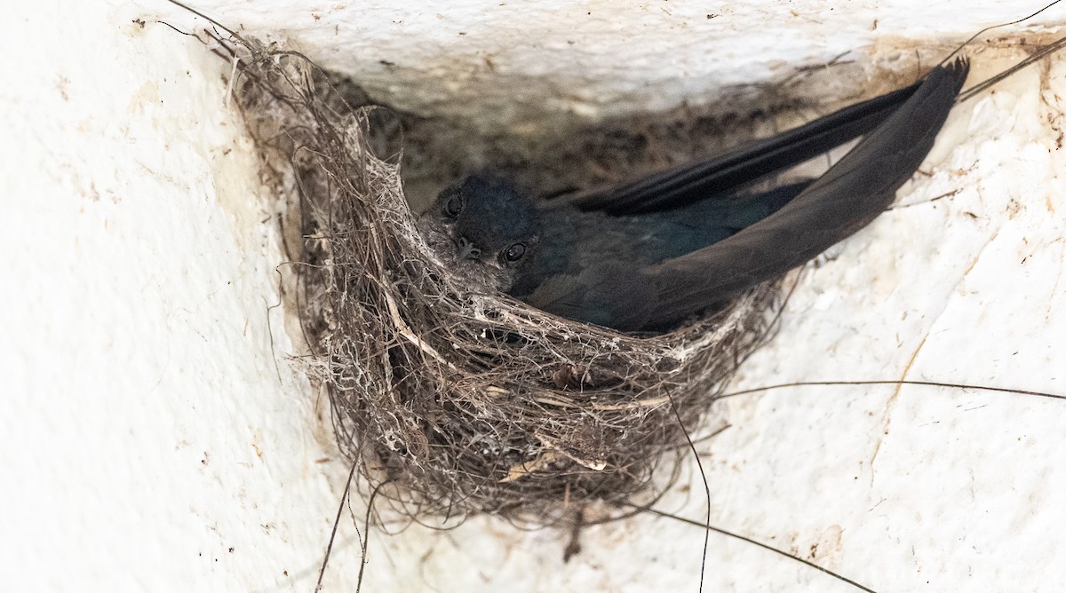 Ridgetop Swiftlet - Forest Botial-Jarvis