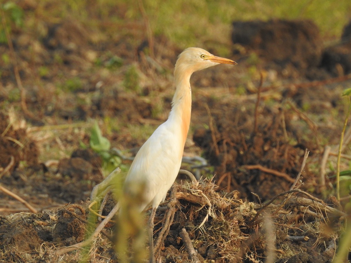 Eastern Cattle Egret - Ashwin Viswanathan