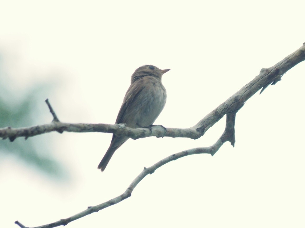 Brown-streaked Flycatcher - Sakkarin Sansuk