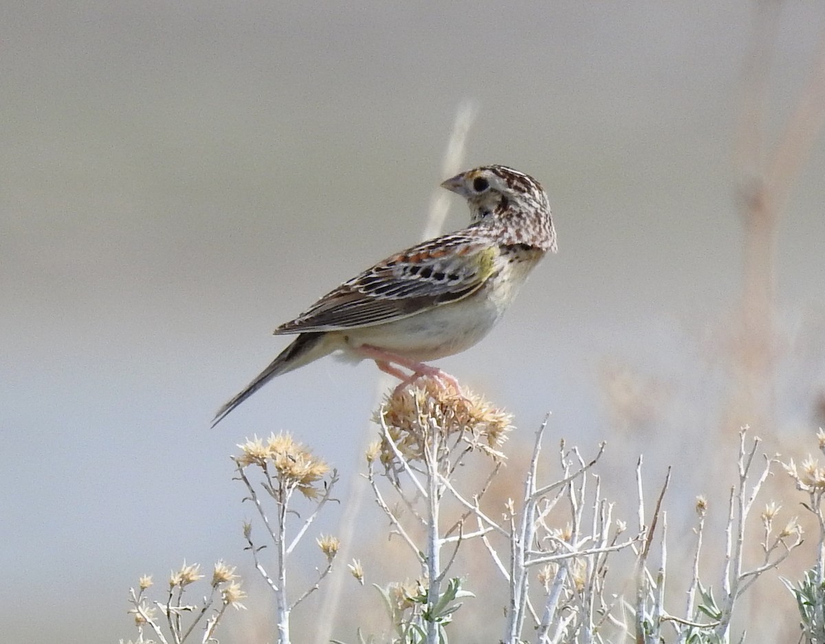 Grasshopper Sparrow - Lauri Taylor