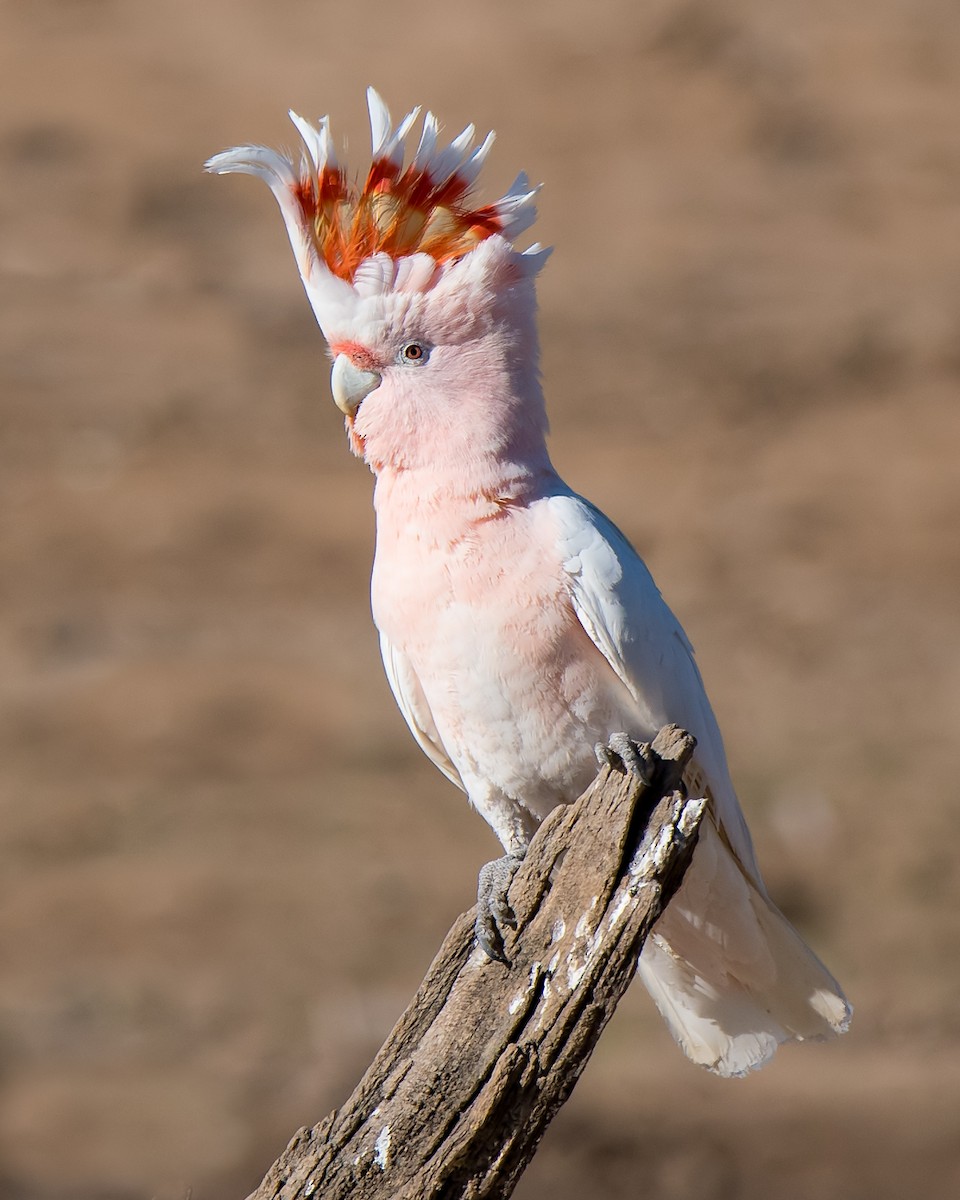 Pink Cockatoo - Hayley Alexander
