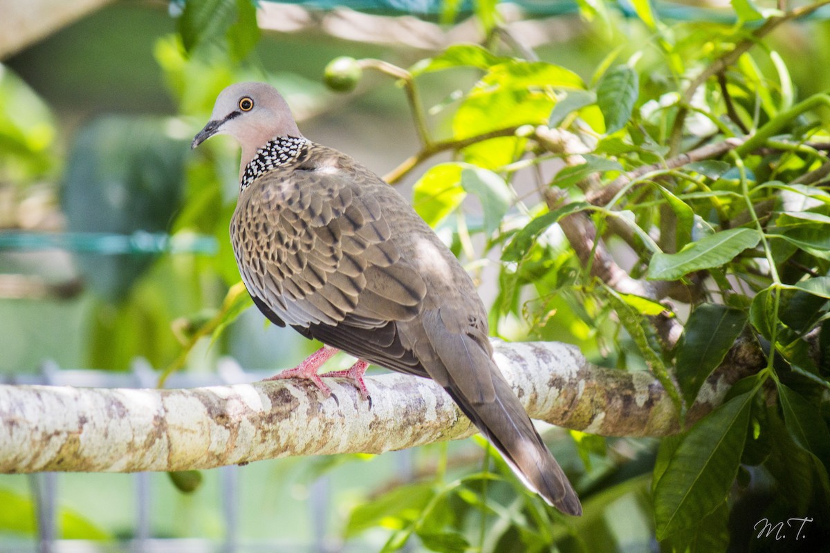 Spotted Dove - ML98469001